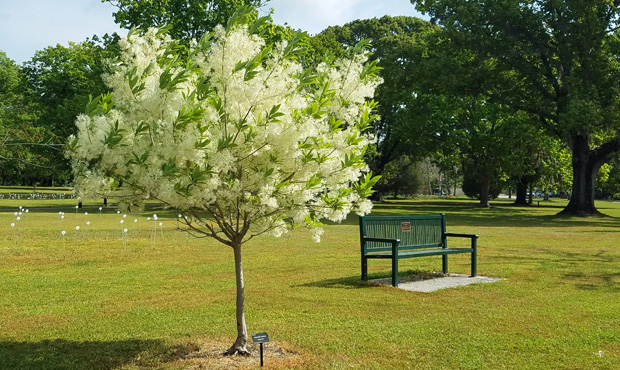 Keystone Ridge Designs Bench at Brookgreen Gardens