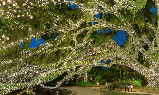 Picture of KRD Botanical Garden Lights Scene